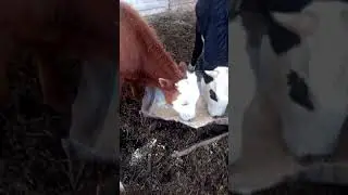 Видео о кормление быков