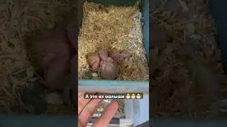 Птенцы неразлучников 🐣👍