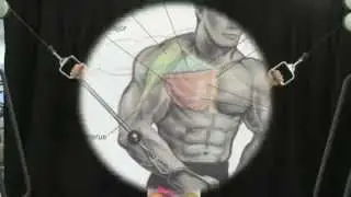 Lower Pec Cable Flys