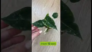 Алоказия Фрайдек вариаегатная. Как выросла за месяц!