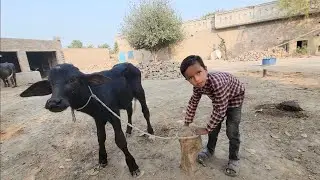 Buffalo calf care | Buffalo calf videos | Chacha Bhatija vlog