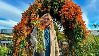South OC’s Nursery Gems: Plant Depot & Seaside Growers