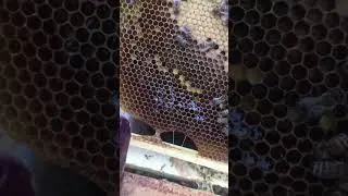 Весенние работы на пасеке.Похолодание.