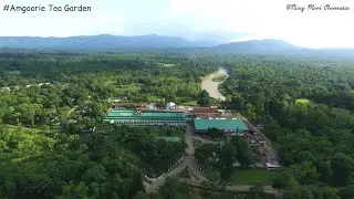 Amgoorie Tea Estate : Beautiful Tea Estate of Assam