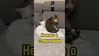 Польза кастрации/стерилизации котиков 🐈‍⬛ 