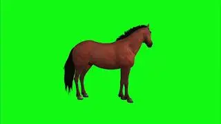 Horse Green Screen | 101 tags