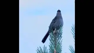 HAVE YOU SEEN THIS BIRD, IN MISSISSAUGA?