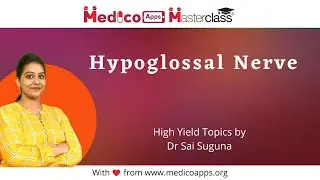 Hypoglossal nerve