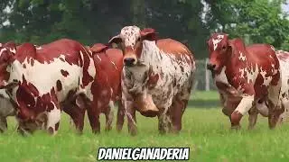 Nelore pintado puro 🐮🧬