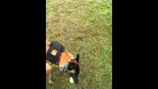 K9 article search for a quarter by human scent