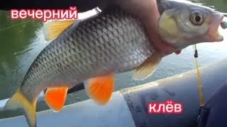 Вечерний клёв в середине сентября