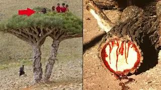 Это Дерево истекает КРОВЬЮ, ни в коем Случае не подходите к Нему!!!
