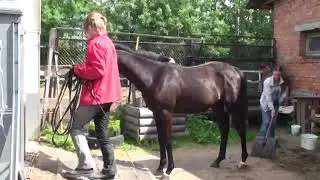 71. Элементы приучения при погрузке в коневоз. Уроки верховой езды