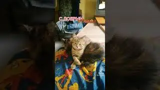 с добрым утром
