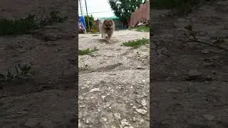 #милота #шпиц #приятного_просмотра #милота #собаки