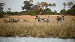 Botswana Highlights | Lions, Leopard, Wild Dogs and More