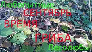 Сентябрь - время опят !!!