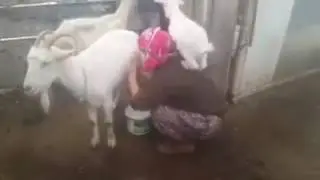 Annesinin sütünü vermeyen keçi