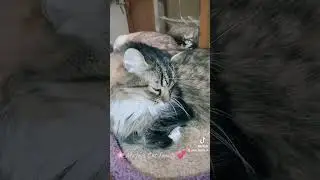 Good morning Cat family 💕