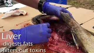Creek Days 2020 - Internal Salmonid Anatomy