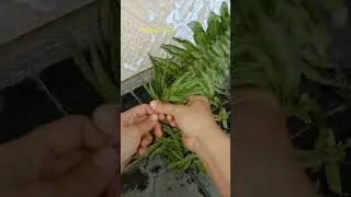 #satisfying
