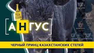 Is Aberdeen Angus the best beef breed for Kazakhstan? Advantages, disadvantages, and cattle manag...