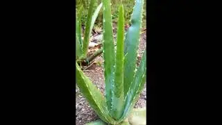THE BENEFITS OF ALOEVERA- KUMARI