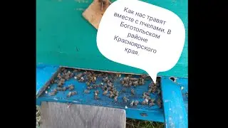 Отравление всего живого в Богольском районе, Красноярского края