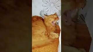 😛😌