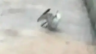 чайка упала