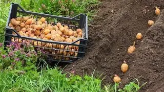 САДИМ КОРТОФЕЛЬ+УБАРКА В САДУ
