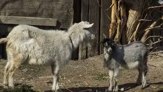 Калиниградские зарисовки 8