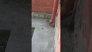 Белка в Смоленске