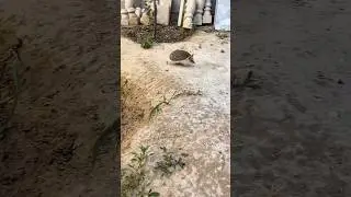 Моё первое бешенство 🥰🤧 автор: user2705463337610