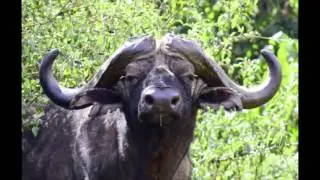 Kenya's Aberdare National Park Safari with BHS