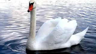 Лебеди едят с рук. Красивое видео
