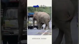 The Tax Elephant 😂 