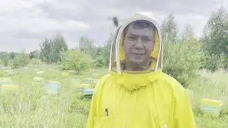 Подсадка неплодных маток и Ио маток