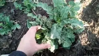 прогулка по рапсу с верным другом