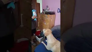 Dog #shorts