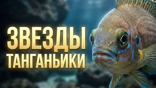 TOP Most Beautiful Tanganyika Cichlids: Neolamprologus pulcher, Daffodil & Helianthus | Review