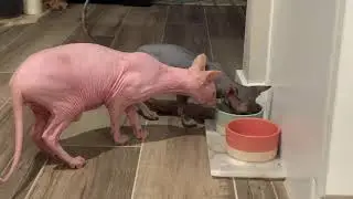 Smeagol and Groot battle for water
