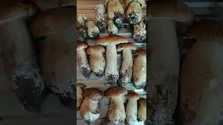 Белые грибы