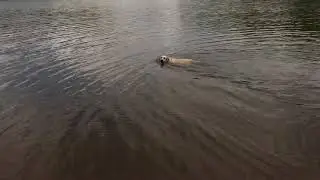 Time for a Cooling Off in Lake Lanier!