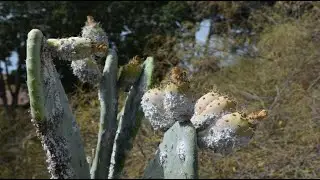 El Nopal Verdura y sus Retos Fitosanitarios (Parte 3)