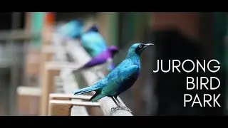 Jurong Bird Park, Singapore 2020