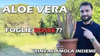ALOE VERA PERCHÉ HA LE FOGLIE ROSSE RINVASIAMO L’ALOE VERA
