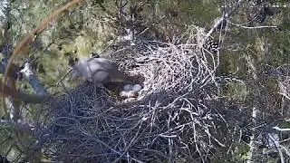 Yuvaya Son Geliş - Last Visit to Nest