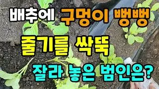 김장배추 무우 구멍이 뻥뻥 줄기를 잘라 놓았을때 이렇게 해주면 간단히 해결~!! #배추벌레퇴치방법