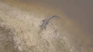 Crocodile at Panaga Golf Course